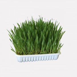 Herbe A Chat En Graine Pot De 100 G