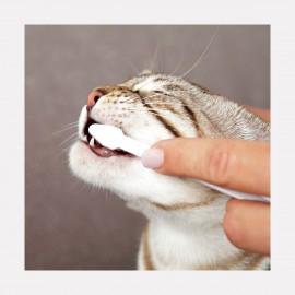 Dentifrice Et 2 Brosses A Dents Pour Chat